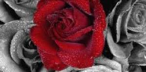 Аромамаркетинг: вдыхая розы аромат